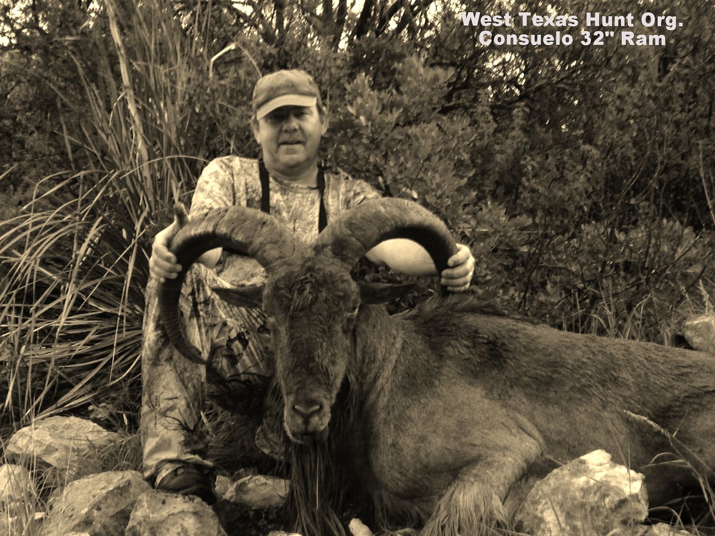 Val Verde County Free Range Aoudad Texas Hunting Forum